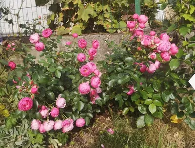 Купить саженцы розы Помпонелла доставка почтой | Питомник саженцев «КФХ  Фруктовый сад»