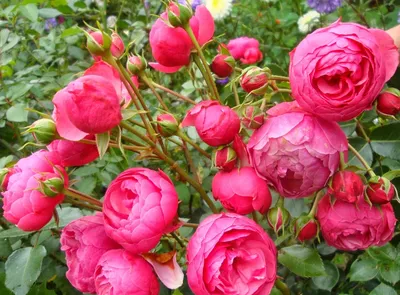 Розы флорибунда. Pomponella (Помпонелла) - YouTube