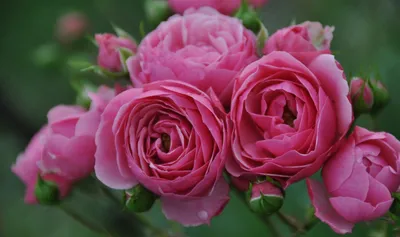 Роза Pomponella (Помпонелла) – купить саженцы роз в питомнике в Москве