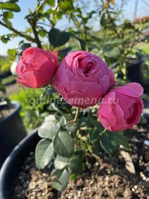 Fairytale® Pomponella™ — Kordes® Roses