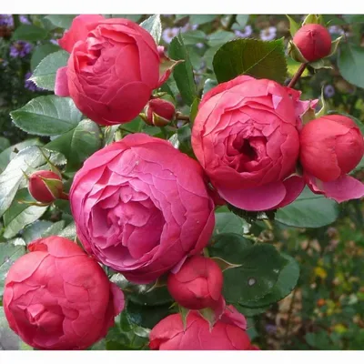 Купить саженцы Роза Флорибунда Помпонелла с доставкой! | Florali-Flor