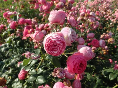 Роза «Помпонелла»