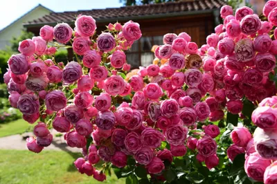 Роза флорибунда \"Pоmponella\" (Помпонелла) (темно-розовая): купить саженцы в  Москве - Ромашкино Парк