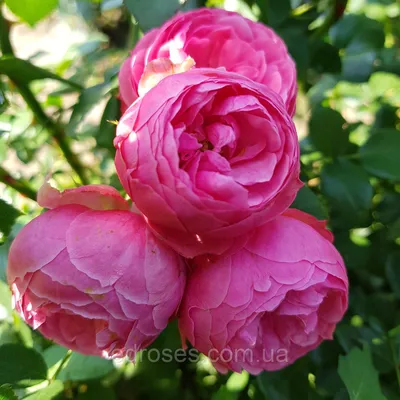 Роза флорибунда Помпонелла
