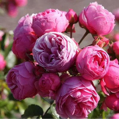Купить розу флорибунда в контейнере Роза Помпонелла недорого, доставка  почтой