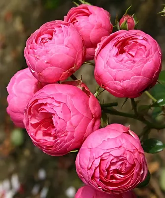 Роза кордес флорибунда помпонелла - 72 фото
