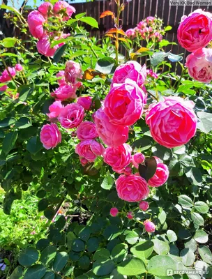 Розы моего сада. Роза Помпонелла (Pomponella). | Мой мир Мои розы | Дзен