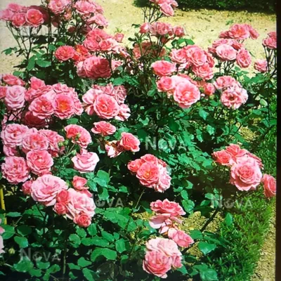 Роза флорибунда Том Том (Tom Tom) - Розы флорибунды, купить с доставкой по  Москве и Московской области, цены за штуку, названия, фото