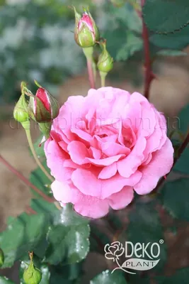 Саженец розы флорибунда сорт Tom Tom BR — цена в Туймазах, купить в  интернет-магазине, характеристики и отзывы, фото