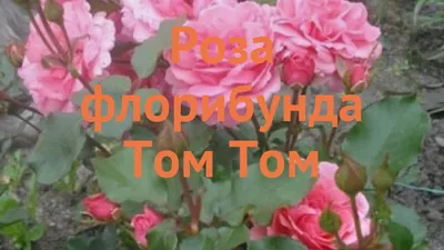 Роза Tom Tom