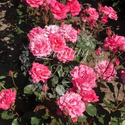 Роза флорибунда Том Том (Tom Tom) - Розы флорибунды, купить с доставкой по  Москве и Московской области, цены за штуку, названия, фото