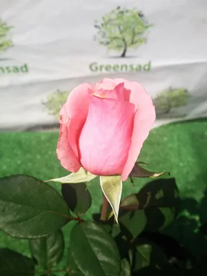 Роза Том Том (Том Том) - Флорибунда - Саженцы роз, ягодных, фруктовых и  декоративных культур - Dekoplant