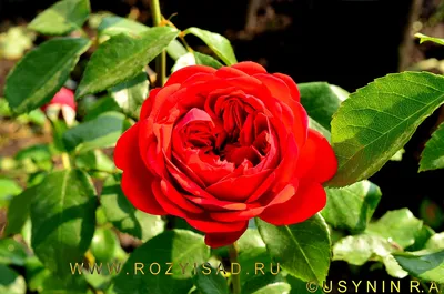 Роза флорибунда Берлебург на штамбе, купить саженцы Розы флорибунда  Берлебург на штамбе в Москве в питомнике недорого!