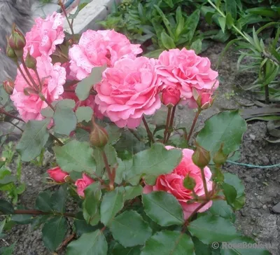 Розы! Розы нашего сада. Знала бы, что розы флорибунды очень хорошо растут и  хорошо цветут, выписала бы их больше | Понемногу обо всём в саду | Дзен