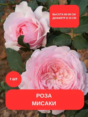 Flowering Bud Raspberry Spray Rose Tomtom Stock Photo 2178227953 |  Shutterstock