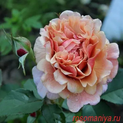 Роза флорибунда/Куст розы - купить с доставкой по выгодным ценам в  интернет-магазине OZON (1129029185)