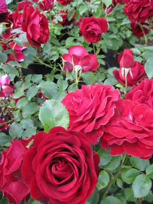 Поможем Северу подобрать и вырастить розы. | Цветочница Анюта 🌹 | Дзен