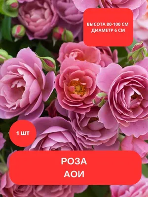 Роза флорибунда Том Том - купить саженцы с доставкой по Москве и области,  цена от 523 руб. в интернет-магазине \"Агрономов.РУ\"