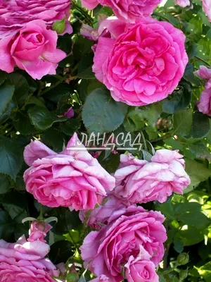 Роза Том Том (Том Том) - Флорибунда - Саженцы роз, ягодных, фруктовых и  декоративных культур - Dekoplant