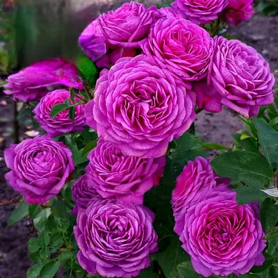 Купить саженцы розовых роз флорибунда в Минске в интернет магазине Долина  Растений