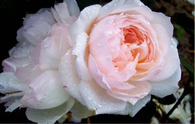 Роза флорибунда/Куст розы - купить с доставкой по выгодным ценам в  интернет-магазине OZON (1129055961)