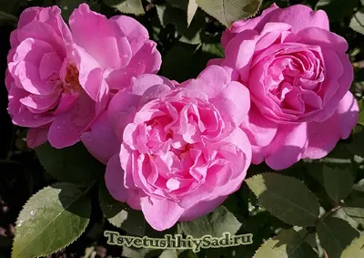 Розовые розы флорибунда - купить в Москве недорого