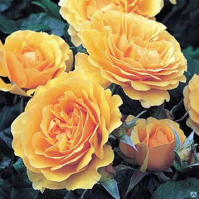 Саженцы розы Боника Bonica, купить | Агро Бреза Украина Киев