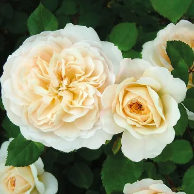 Розы Флорибунда - «Роза флорибунда — обильноцветущая, без всяких сомнений.»  | отзывы
