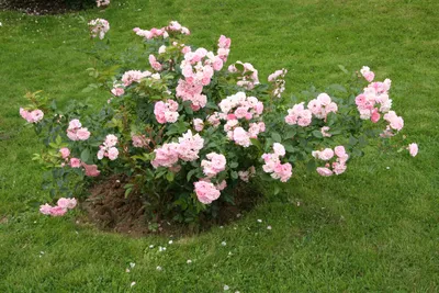 Роза флорибунда МарияТерезия (Mariatheresia) | Цветущий сад | Дзен