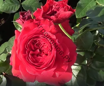Роза флорибунда Бернштайн (Bernstein Rose) купить саженцы почтой из  питомника «АГРОФОНД»