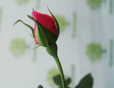 Роза флорибунда/Посадка роз - купить с доставкой по выгодным ценам в  интернет-магазине OZON (1129091061)
