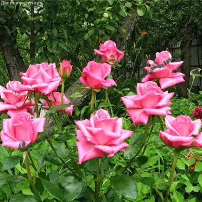 Роза Флорибунда. Купить розы Флорибунда в Киеве и Украине | Greensad