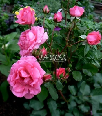 Каталог роз: саженцы розы Том Том почтой в Минске по РБ
