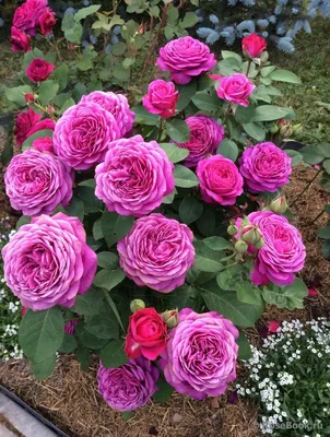 Букет «Ирина» из роз - заказать и купить за 4 000 ₽ с доставкой в Туле -  партнер «Цветы»