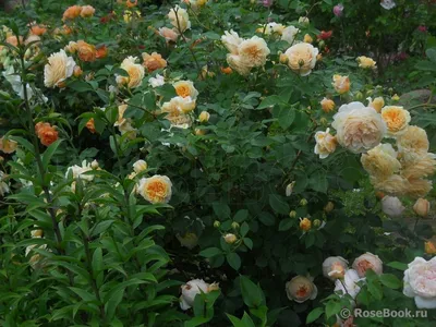 Ирина (Irina) – Чайно-Гибридные Розы - купить Аромат-роз.рф