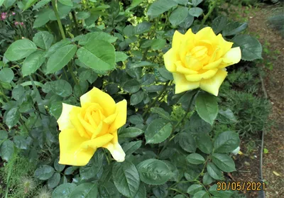 Роза ирина (72 фото) »