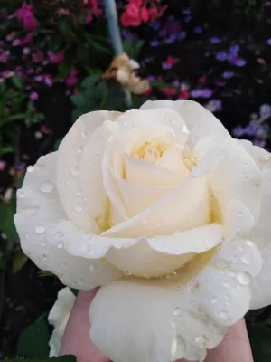 Пин от пользователя Ирина Петрова на доске Розы | Розы, Английская роза