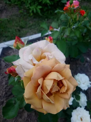 Саженцы роз в казахстане (@irina_lokk_krg) • Instagram photos and videos