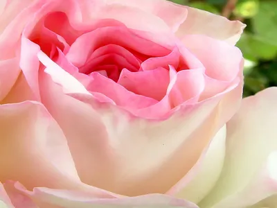 Красные розы в белом кувшине. Фотограф Приходько Ирина