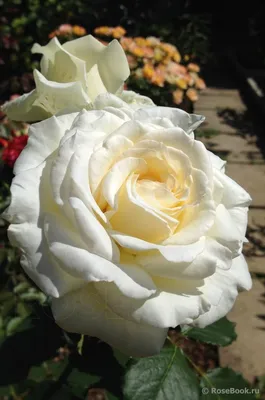 Поздравление с огромной розой Ирине на день рождения