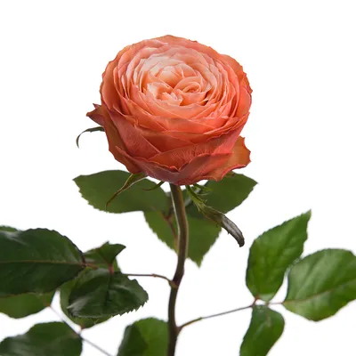 Букет из 51 Розы Эквадор персиковая Kahala Кахала 75 см Premium-Доставка  цветов в Москве. Круглосуточная продажа живых цветов.