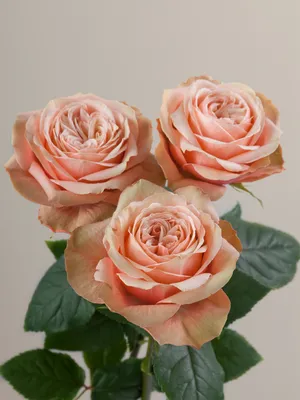 Kahala roses Bainbridge Island Florist: Flowering Around | Local Flower  Delivery Bainbridge Island, WA 98110