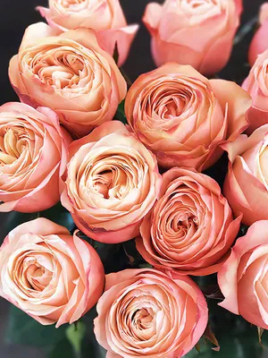 Пионовидная Роза - Городские цветы