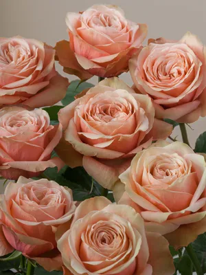 Букет цветов Роза Пионовидная Кахала (Роза Кахала) с доставкой |  СтудиоФлористик