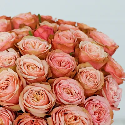 Kahala Roses | Ramirez Wholesale