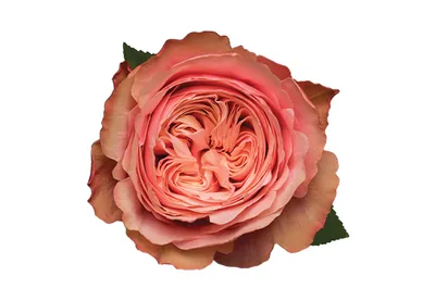 25 Элитных роз сорта Kahala (Эквадор) — купить с доставкой в Нижнем  Новгороде