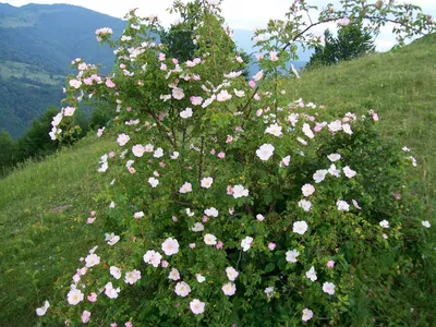 Купить Шиповник Роза Канина или шиповник собачий (Rosa Canina) - Питомник  растений Садовая Империя