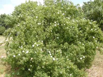 File:Rosa canina 'Kiese' kz04.jpg - Wikimedia Commons