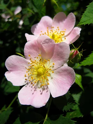 Rosa canina | landscape architect's pages