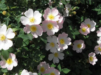 Rosa canina - Wikipedia